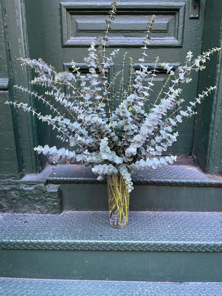 Shower Fresh Eucalyptus