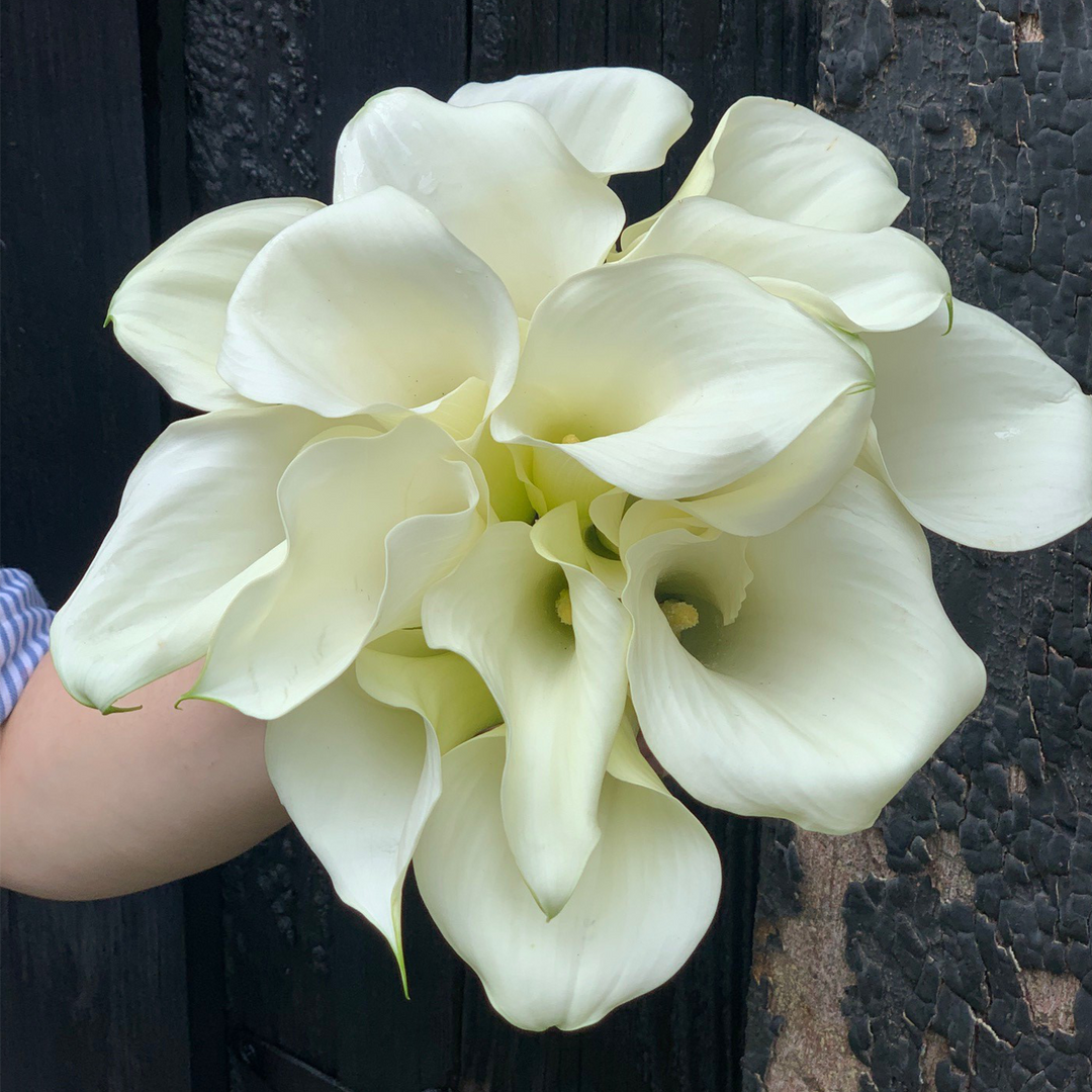 calla lily