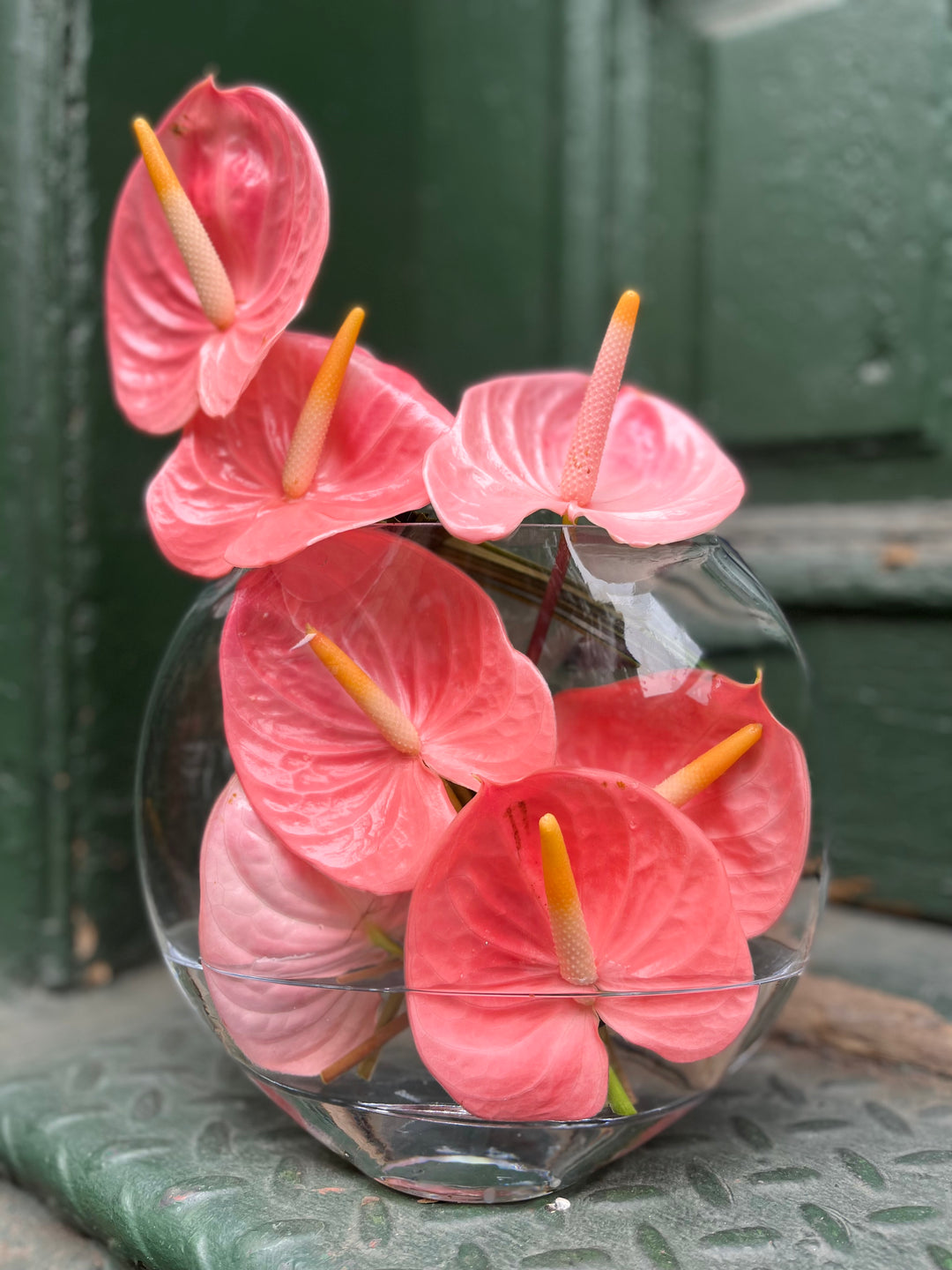 Anthurium in a glass thin oval disc