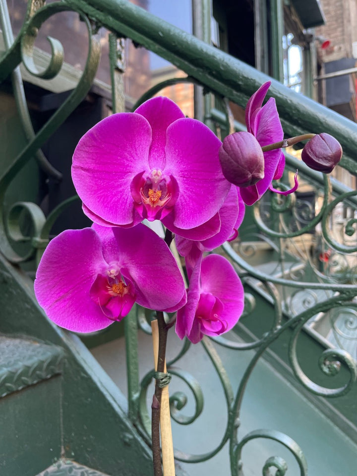Magenta Phalaenopsis Orchid in Black Pot
